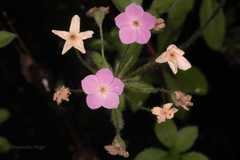 Androsace studiosorum